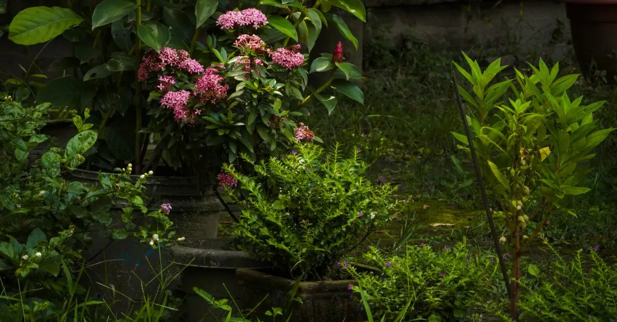 Mejores productos para la jardinería en interiores