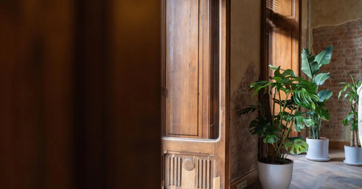 Guía de compra de plantas de interior