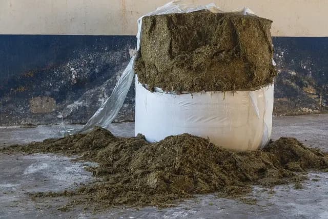 Mejores dietas saludables: guía de compra